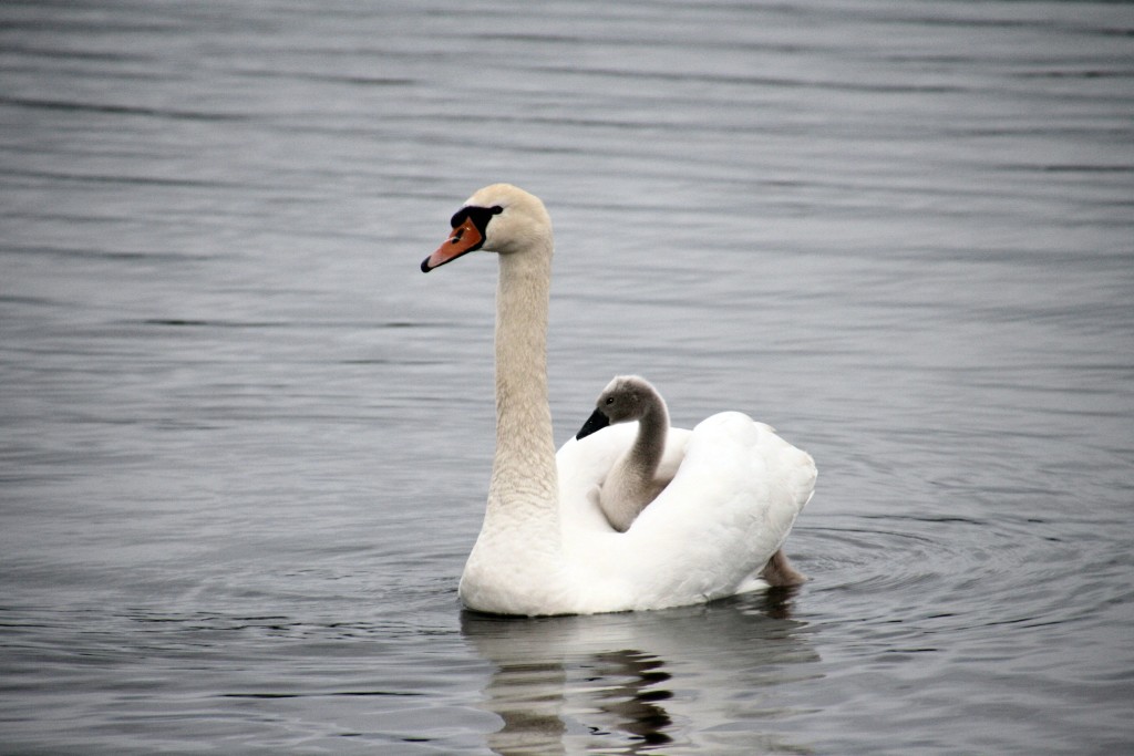 Schwan mit Jungem