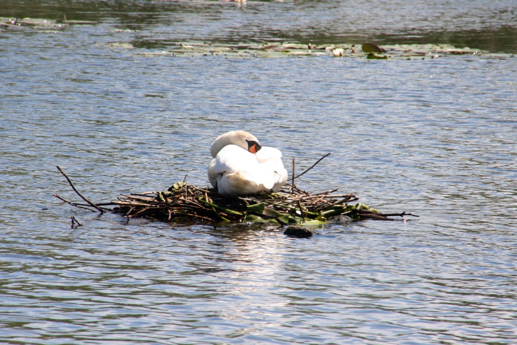 Schwanennest auf der Havel