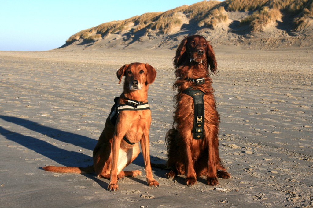 Taba und Sonny am Strand