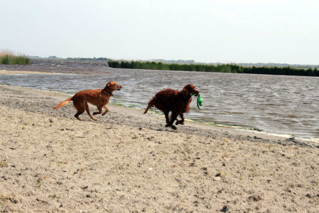 Toben am Lauwersmeer